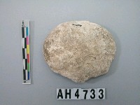 藏品(中型螺蓋製貝刮器)的圖片